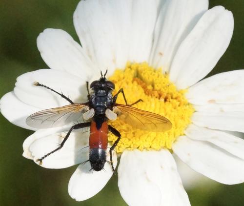 Cylindromyia sp.